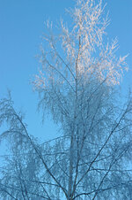 frostedtree4.jpg