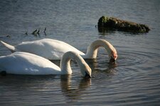 2 swans (Small).JPG