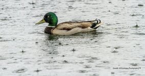 duck in the rain.jpg