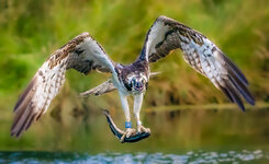Osprey with catch.jpg