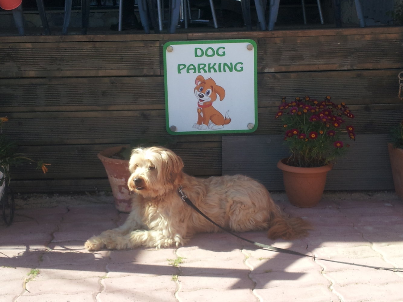 030519 Dog Parking at Pachia Ammos.jpg