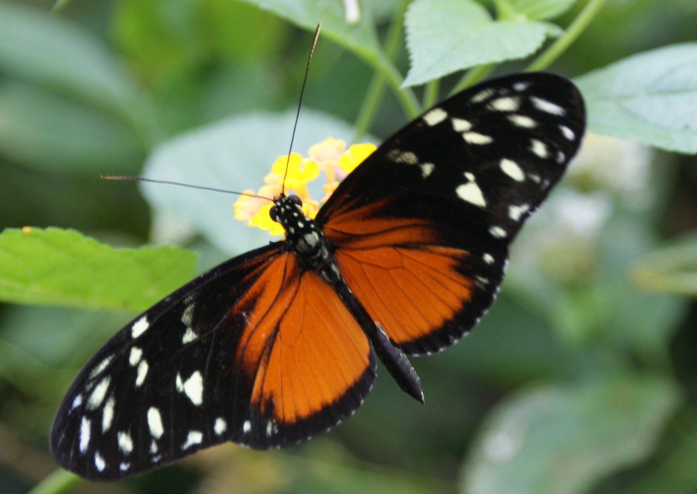 2009-08-24 Buckfastleigh Butterfly Farm - Golden Helicon - Heliconius hecale -  (2).JPG