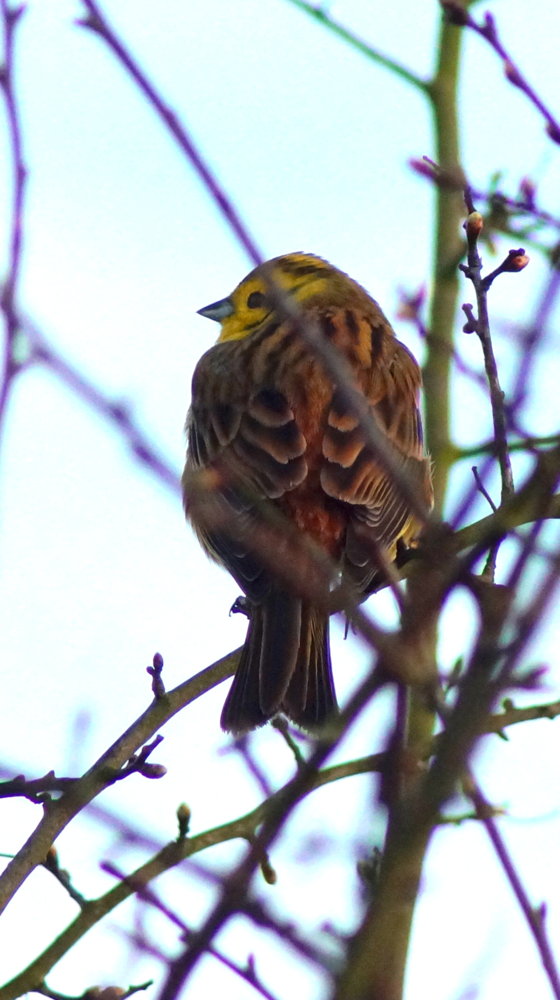 2017-03-13 Avenue Washlands Yellowhammer  (2).JPG