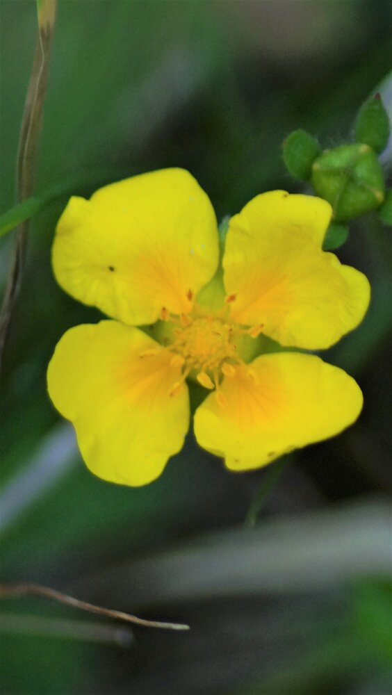 2017-06-16 - Wetlands -Tormentil - Potentilla erecta  (1).JPG