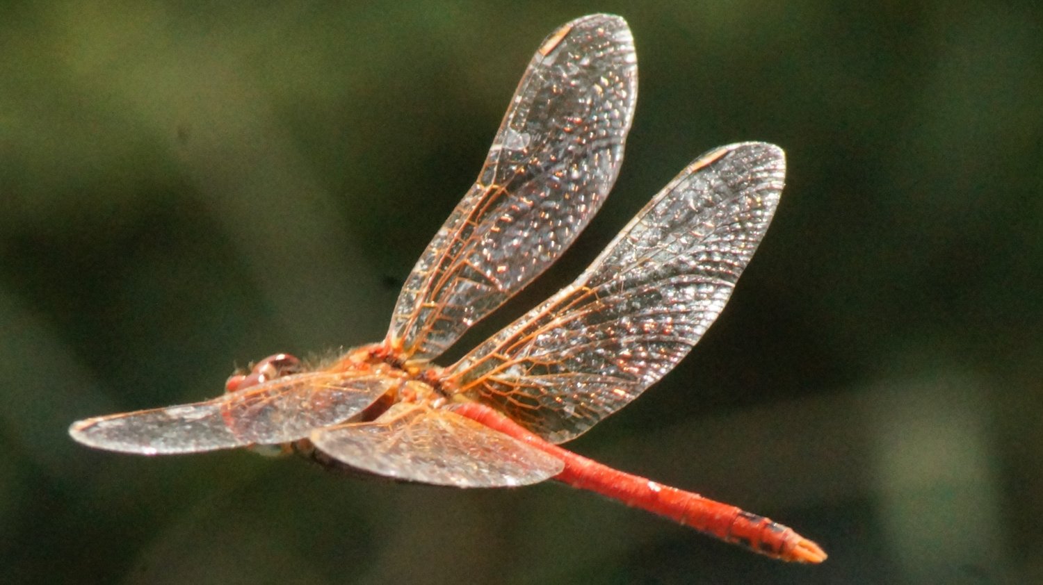 2017-10-12 (21) Ruddy Darter - Sympetrum sanguineum.JPG