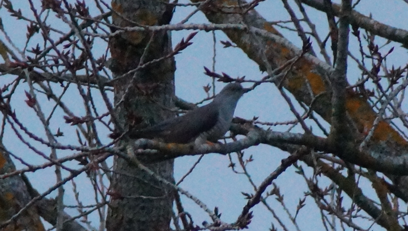 2018-04-03  (6)  Twin Lakes Cuckoo  .JPG