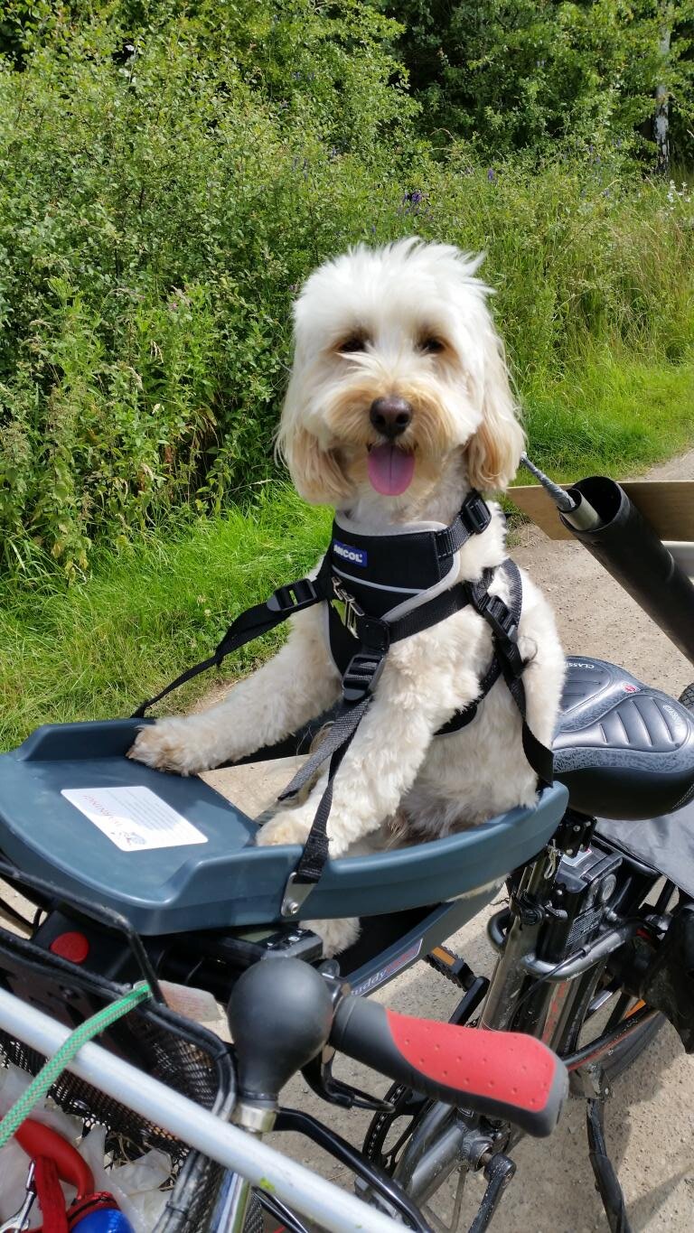 Interesting NEW small dog carrier for bicycles MotorhomeFun