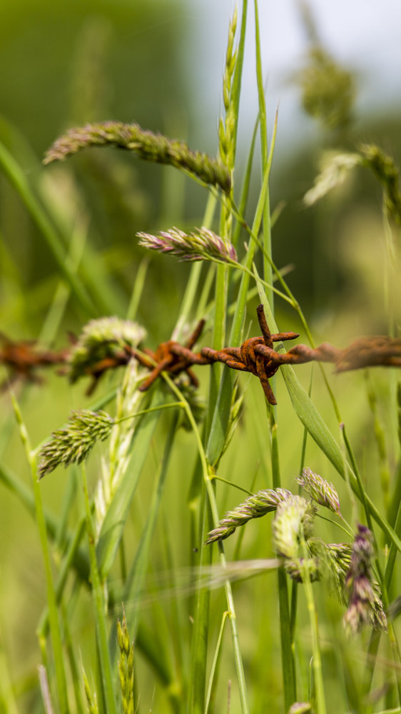 a Barbed Wire a.jpg