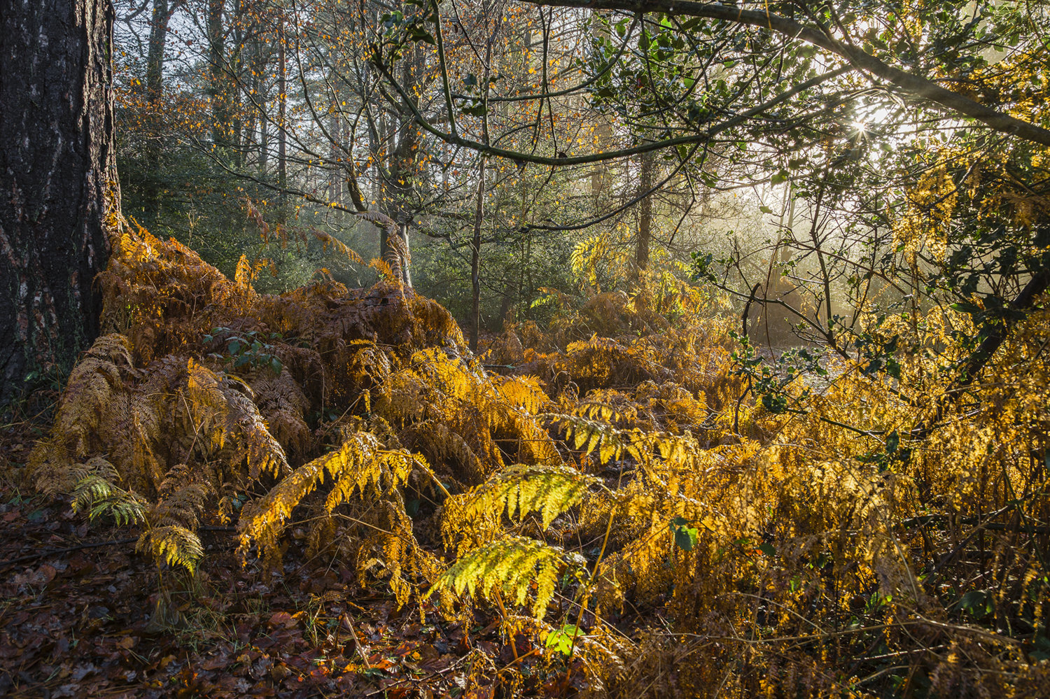 a Fern 2.jpg