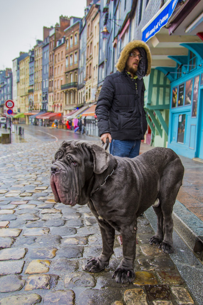 a Mastiff Honfleur a.jpg