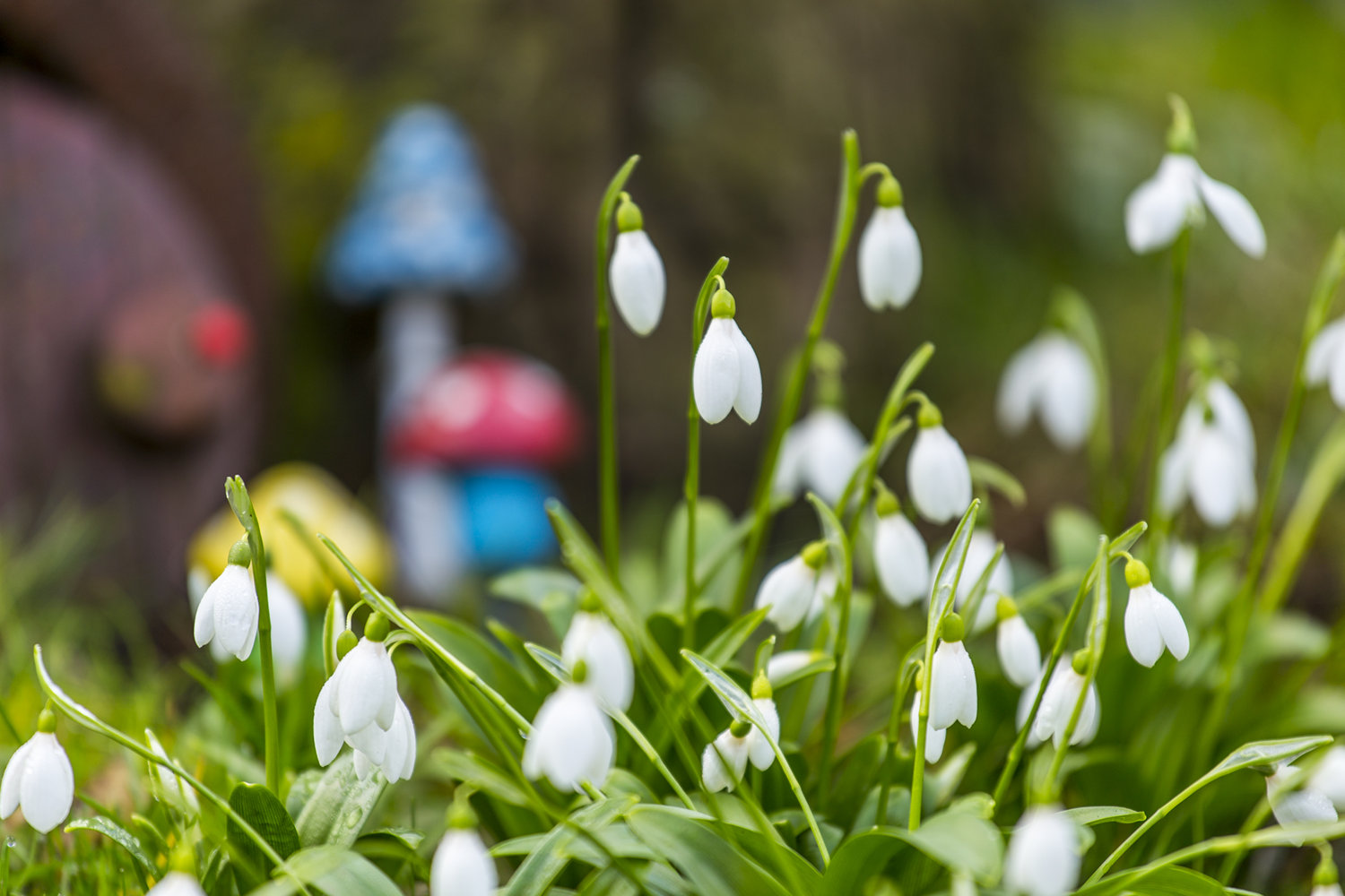 a Snowdrops Feb 17 a.jpg