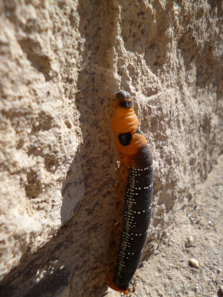 Agia Galini May 2014 (12).JPG