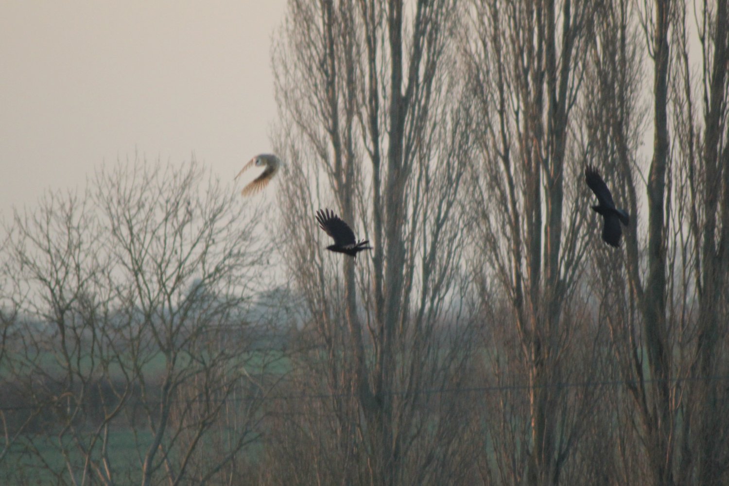 Barn Owl being Chased.jpg