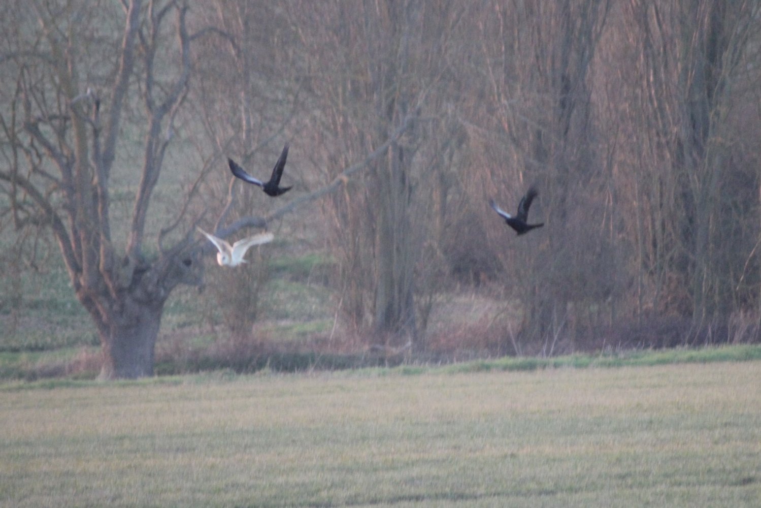 Barn Owl being Mobbed.jpg