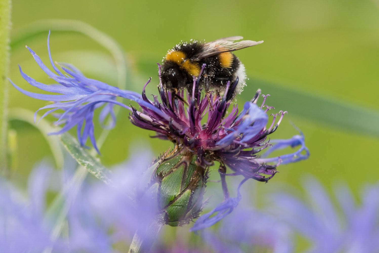 Bee on flower-2.jpg