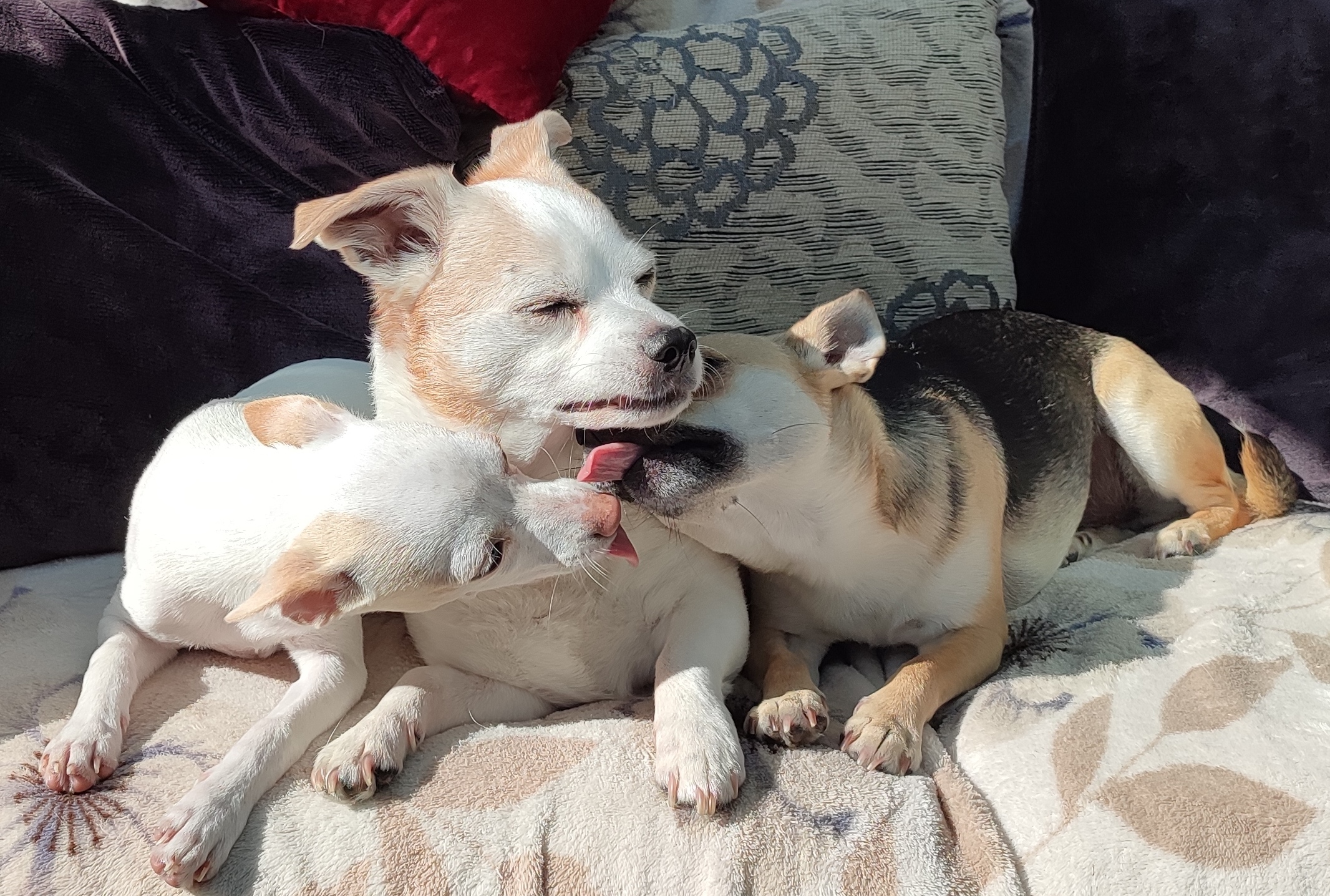 Bella & Minky licking.jpg