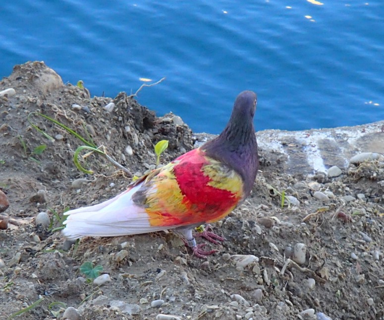 bird and beach (8).JPG