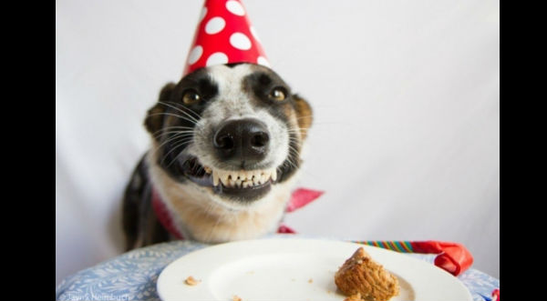 birthday dog 2.jpg