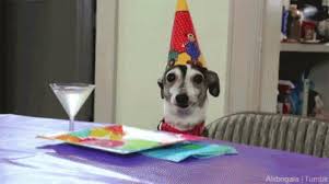 birthday dog.jpg