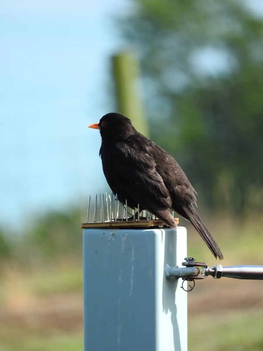 Blackbird on Nails 2 Dec 2024.webp