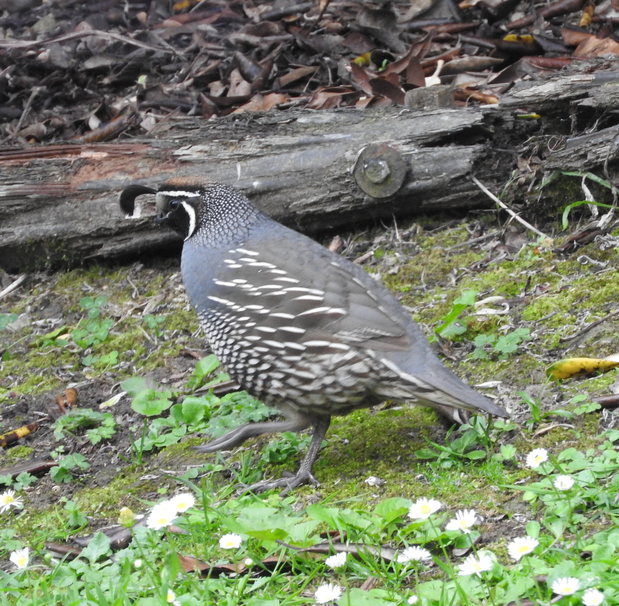 Californian Quail.jpg