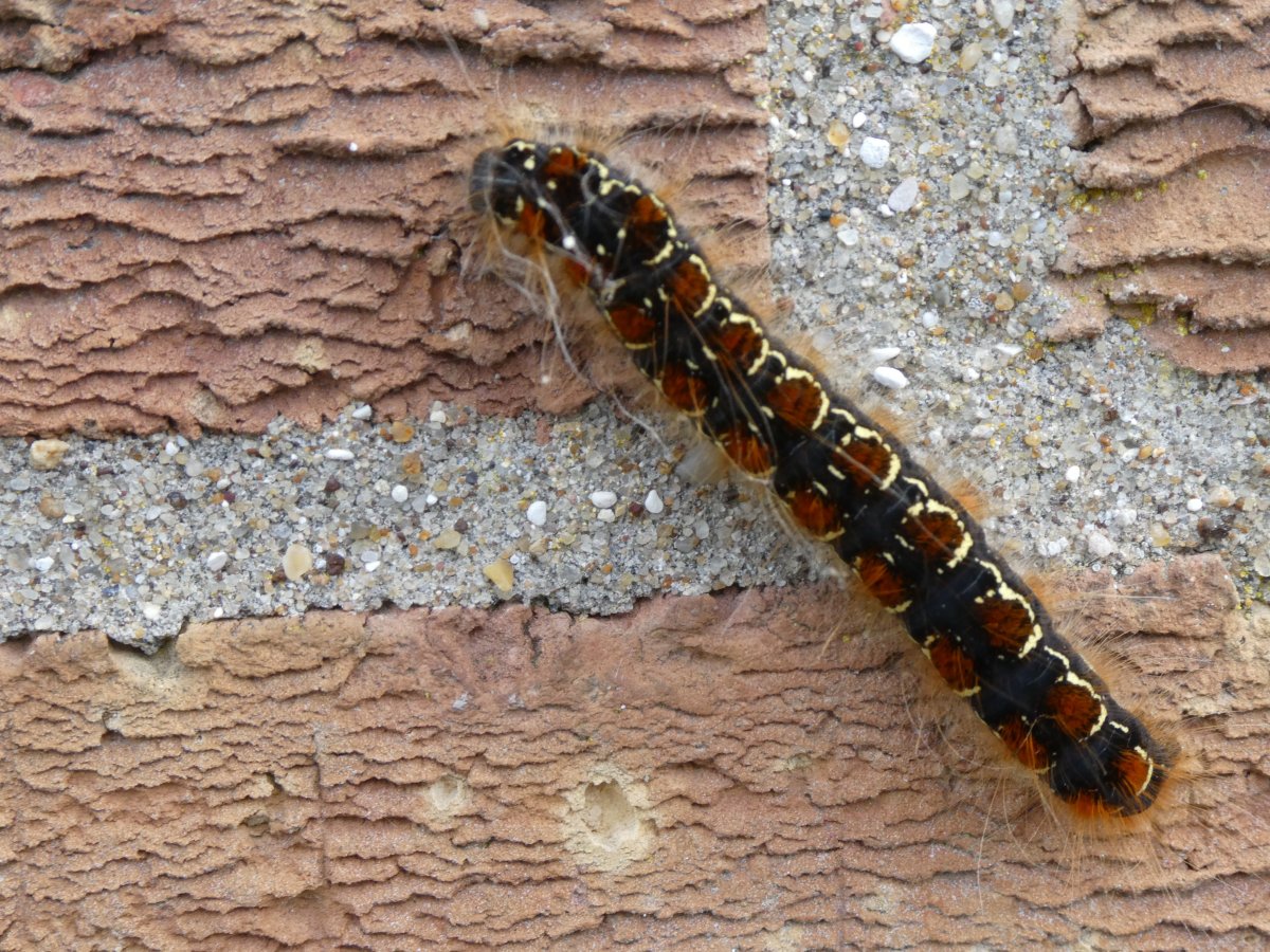 Caterpillar 1a.jpg