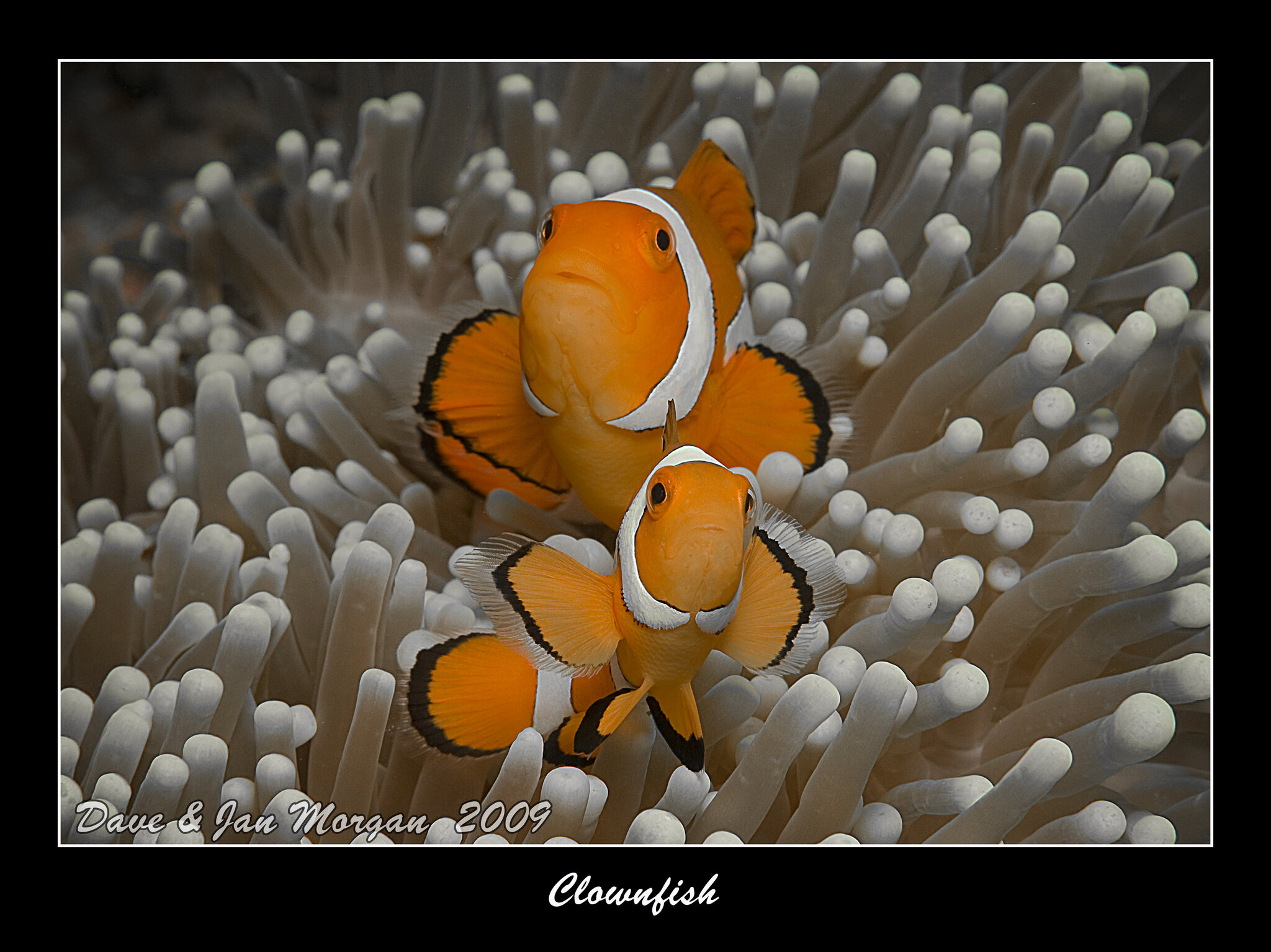 Clownfish_6619.jpg