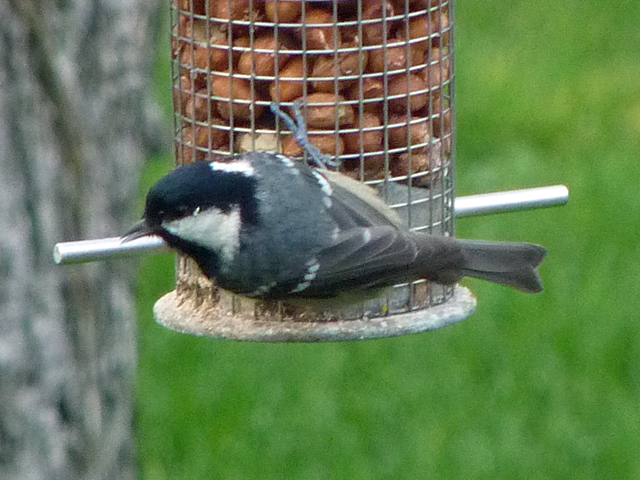 Coal Tit 2.jpg