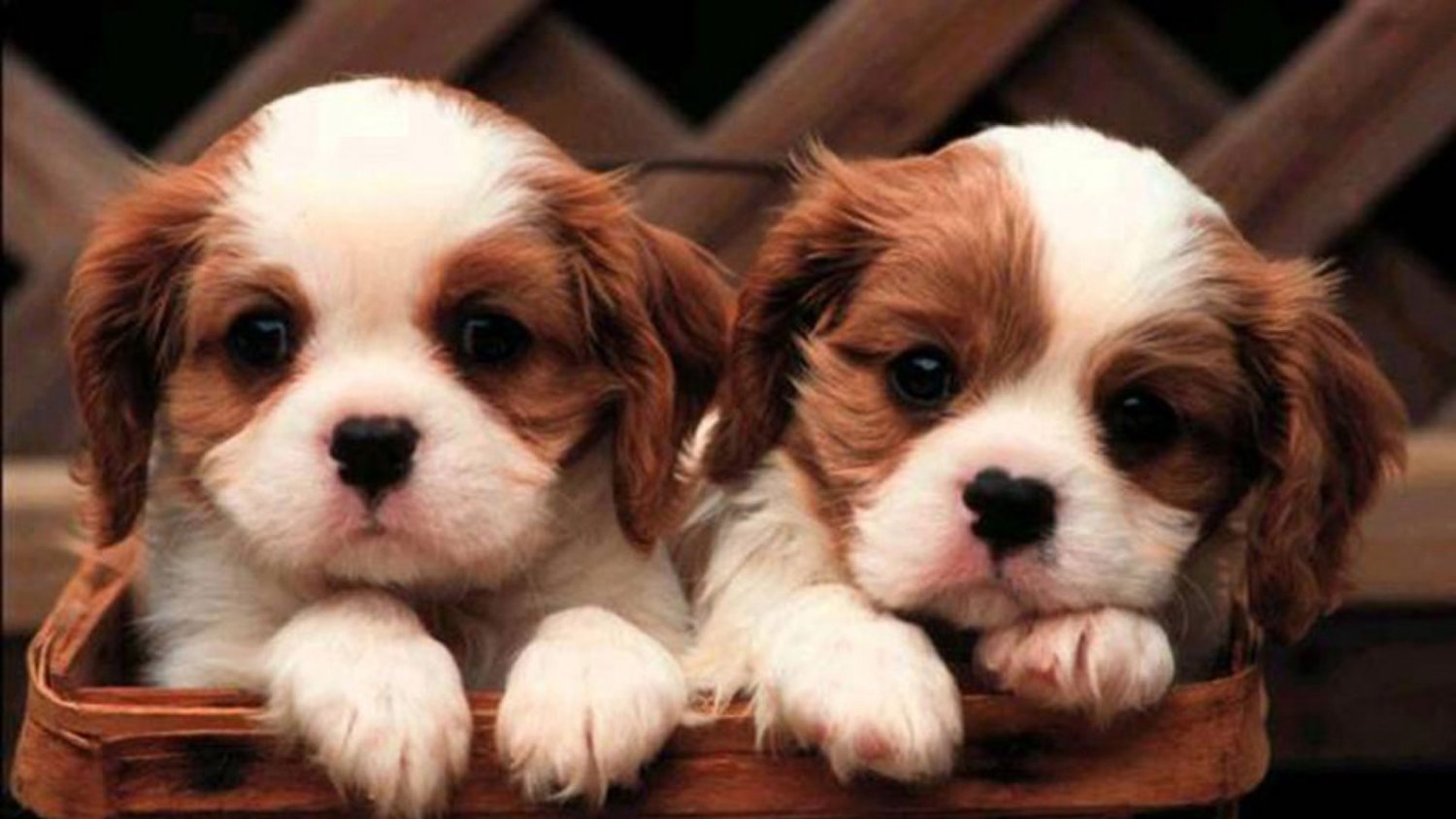 cute-puppy-wallpaper--1920x1080.jpg