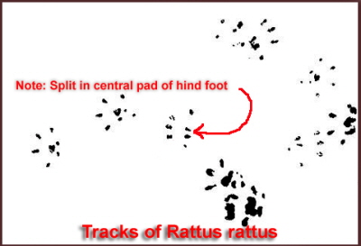 db_rattus_rattus126-tracks.jpg