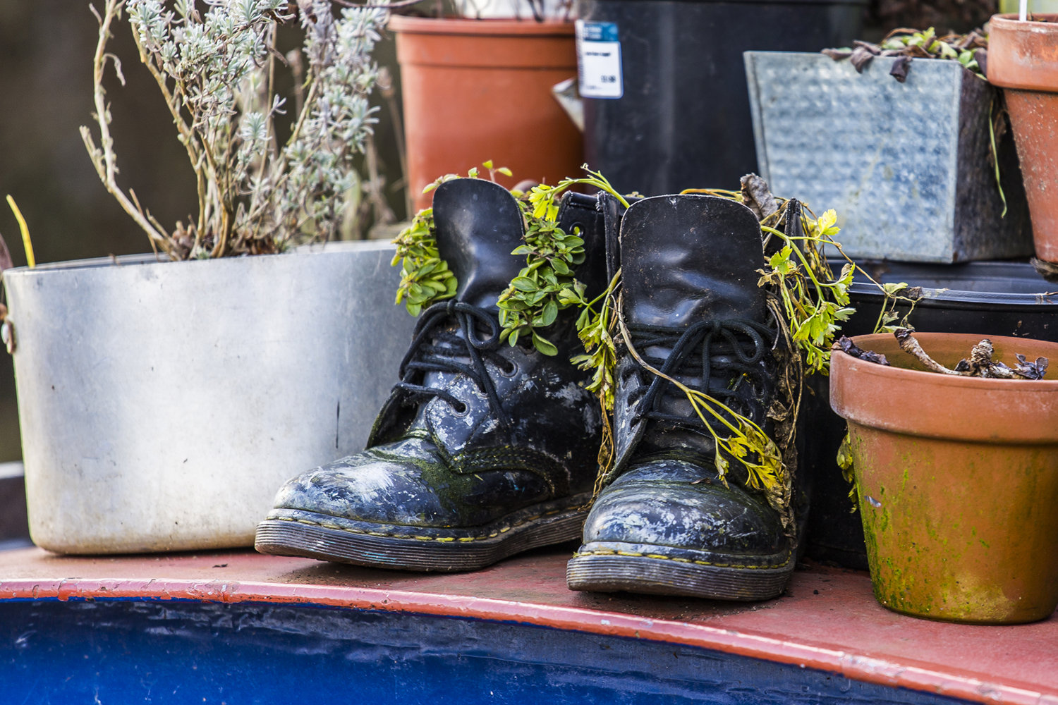 Docs on a Barge 1.jpg