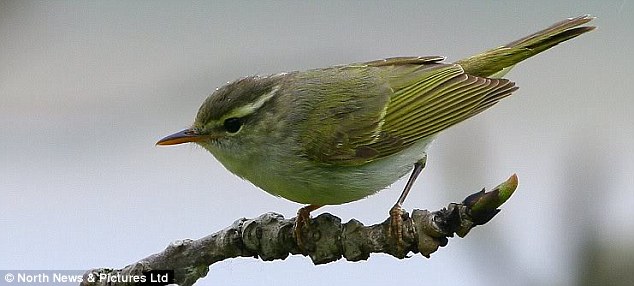 EasternCrownedWarbler.jpg