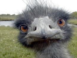 EMU.jpg