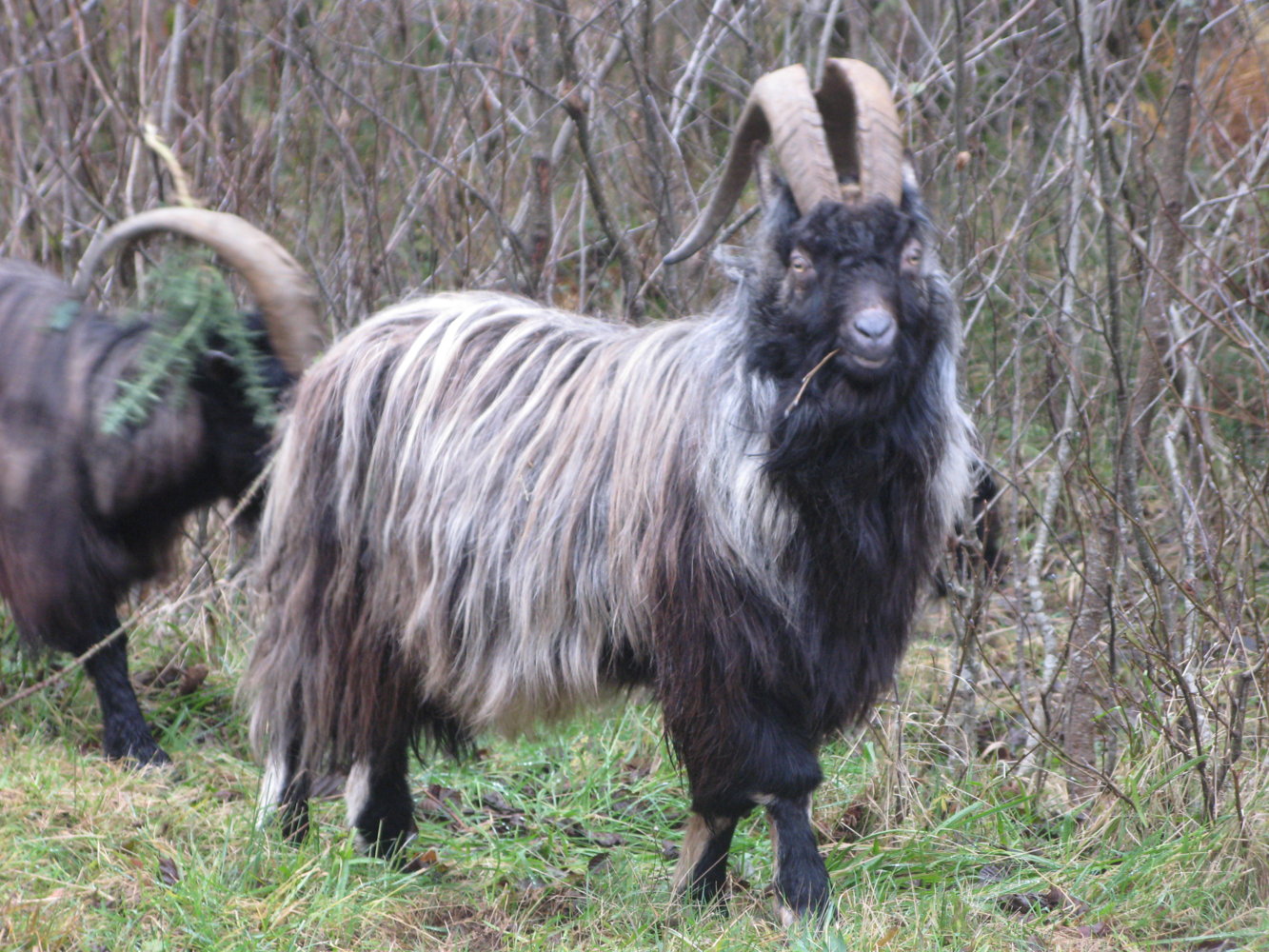 feral goats, A87 just out of Shiel Bridge (SE).JPG