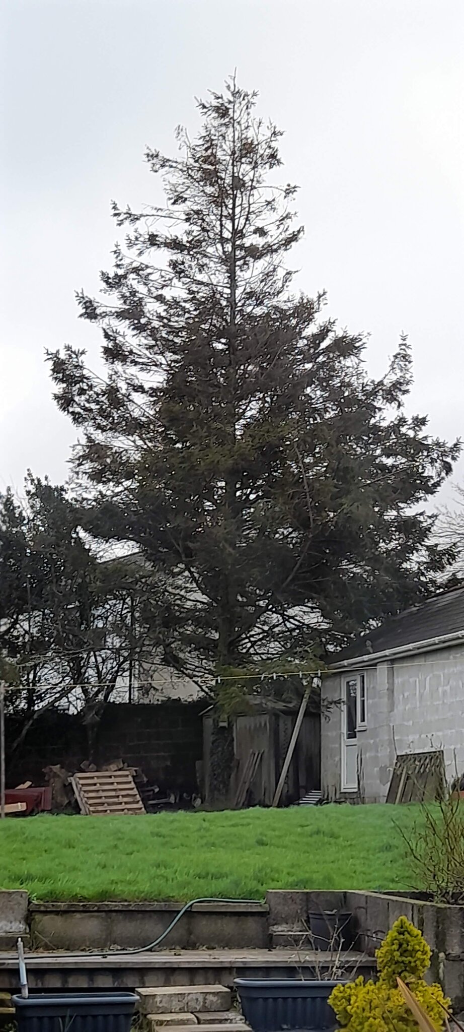 fir tree.jpg