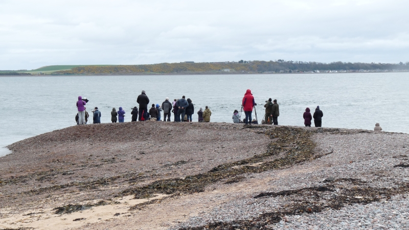 Fortrose watchers.jpg