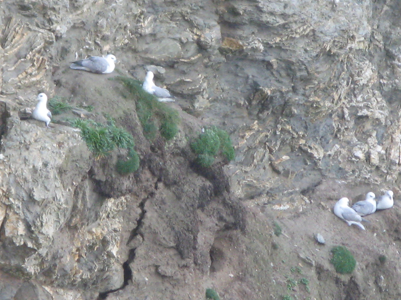 fulmars.JPG