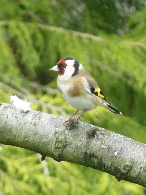 Gold Finch 1.jpg