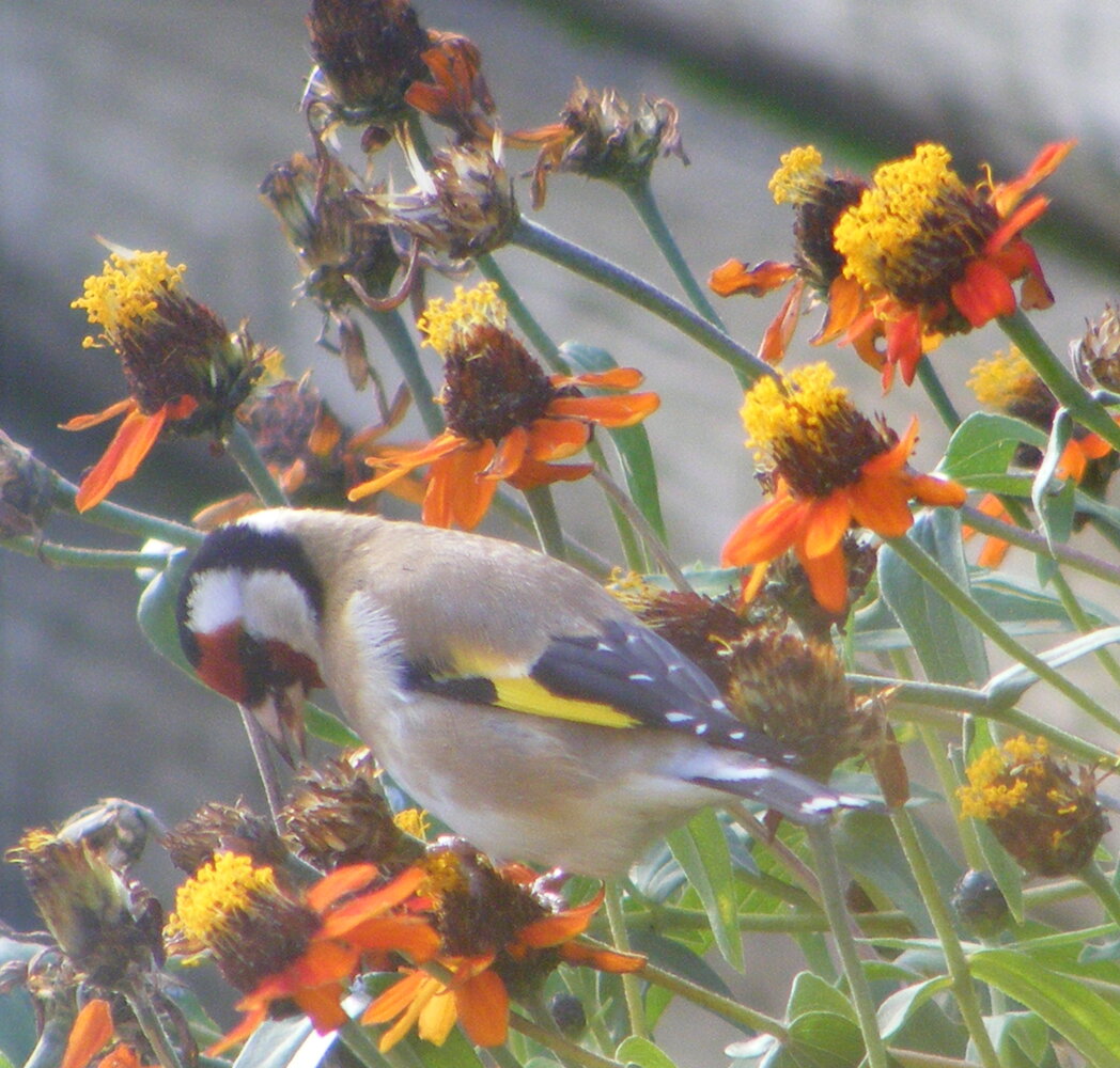 Goldfinch & Zinnias 2 June 2020.jpg