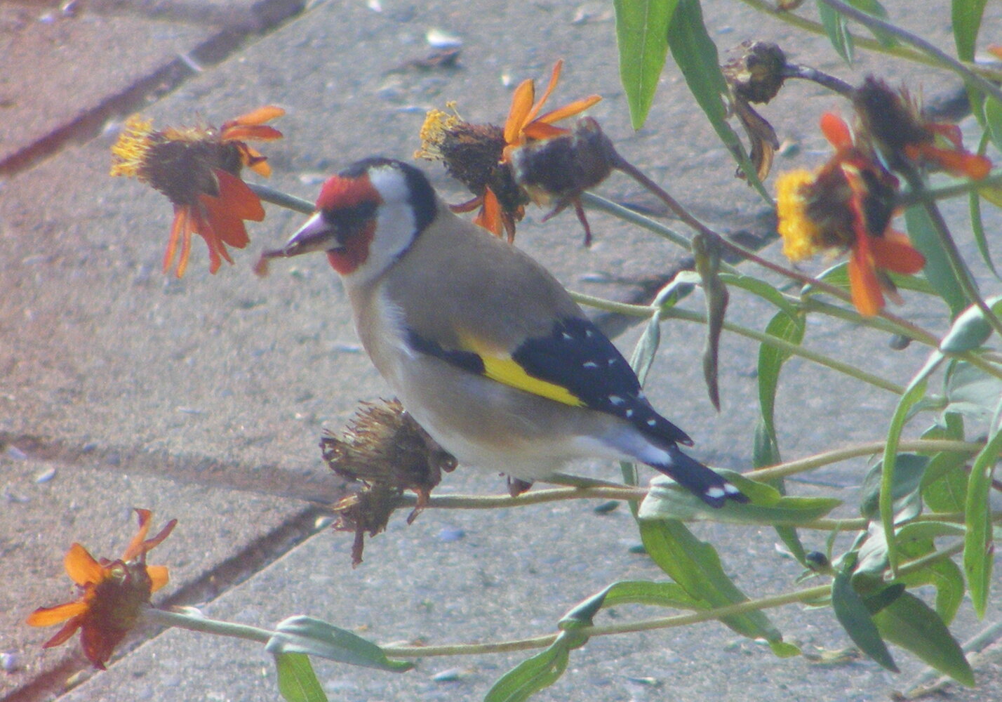 Goldfinch & Zinnias June 2020.jpg