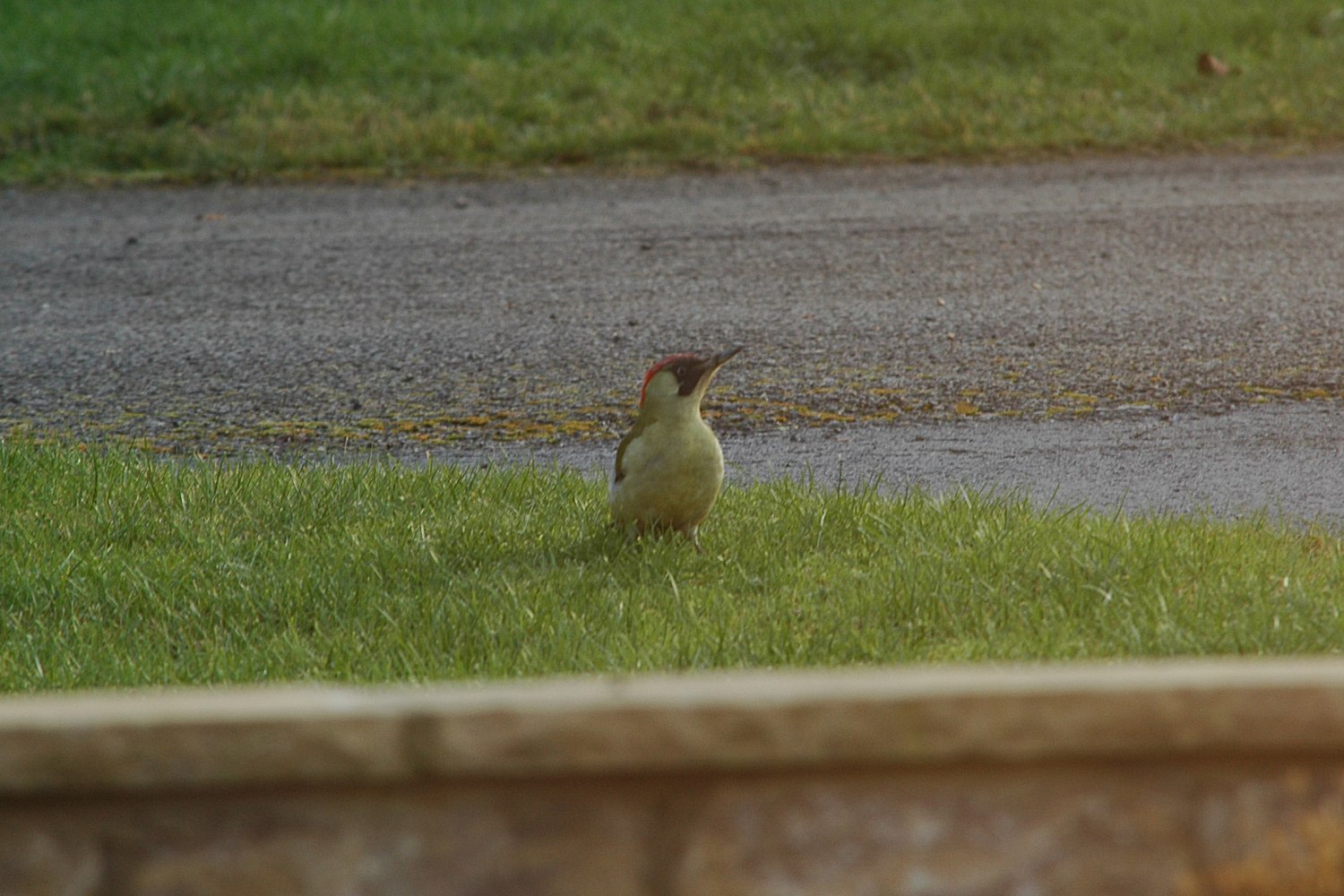 green-woodpecker 1.jpg