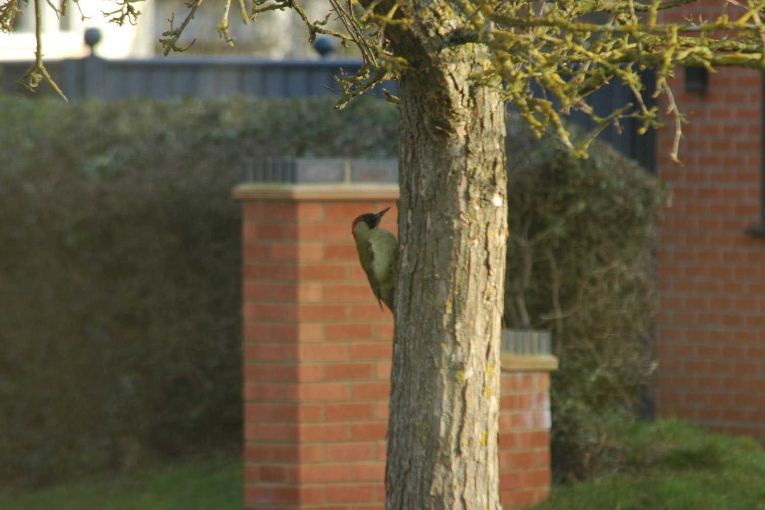 green-woodpecker 2.jpg