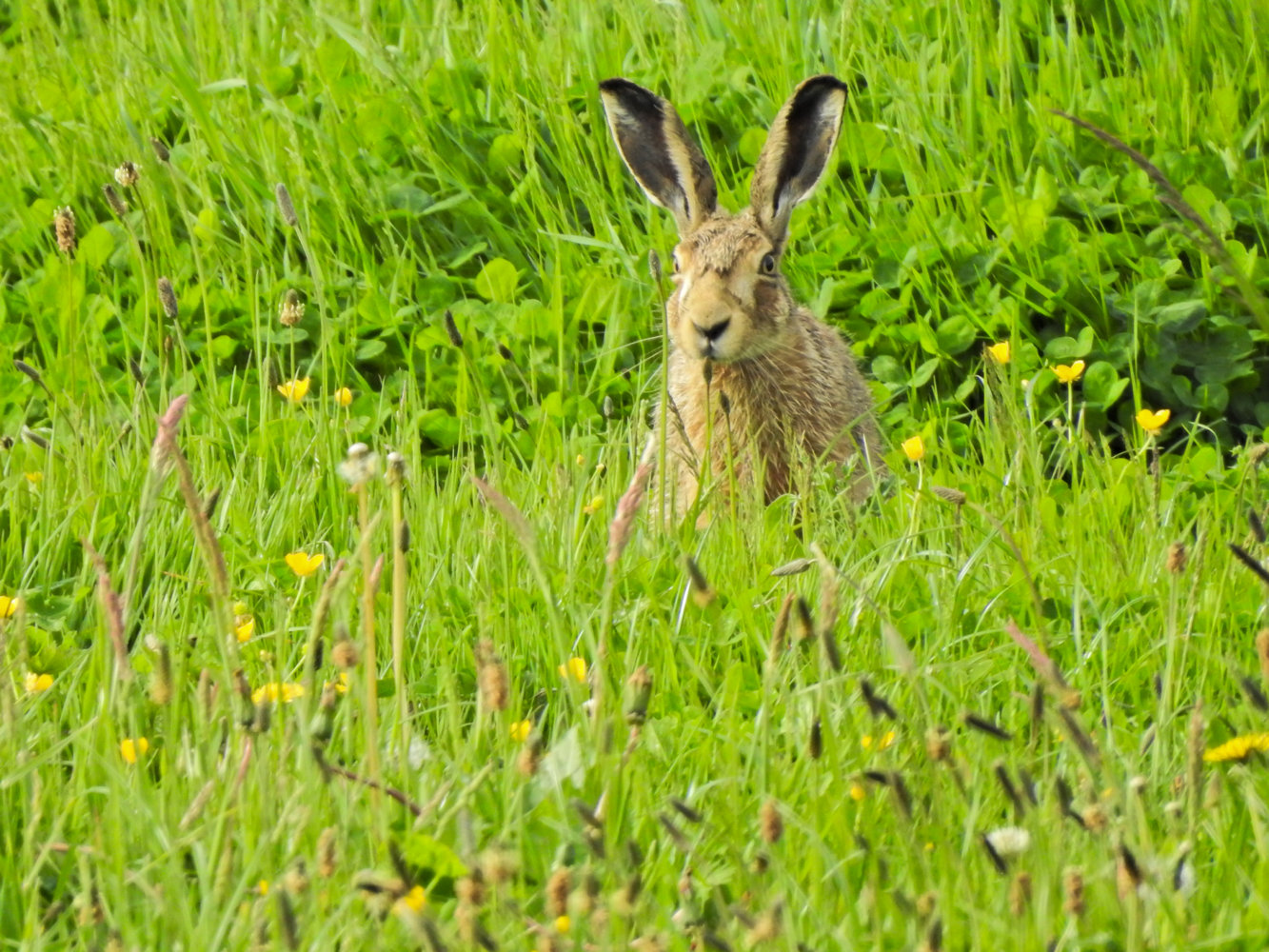 Hare.jpg