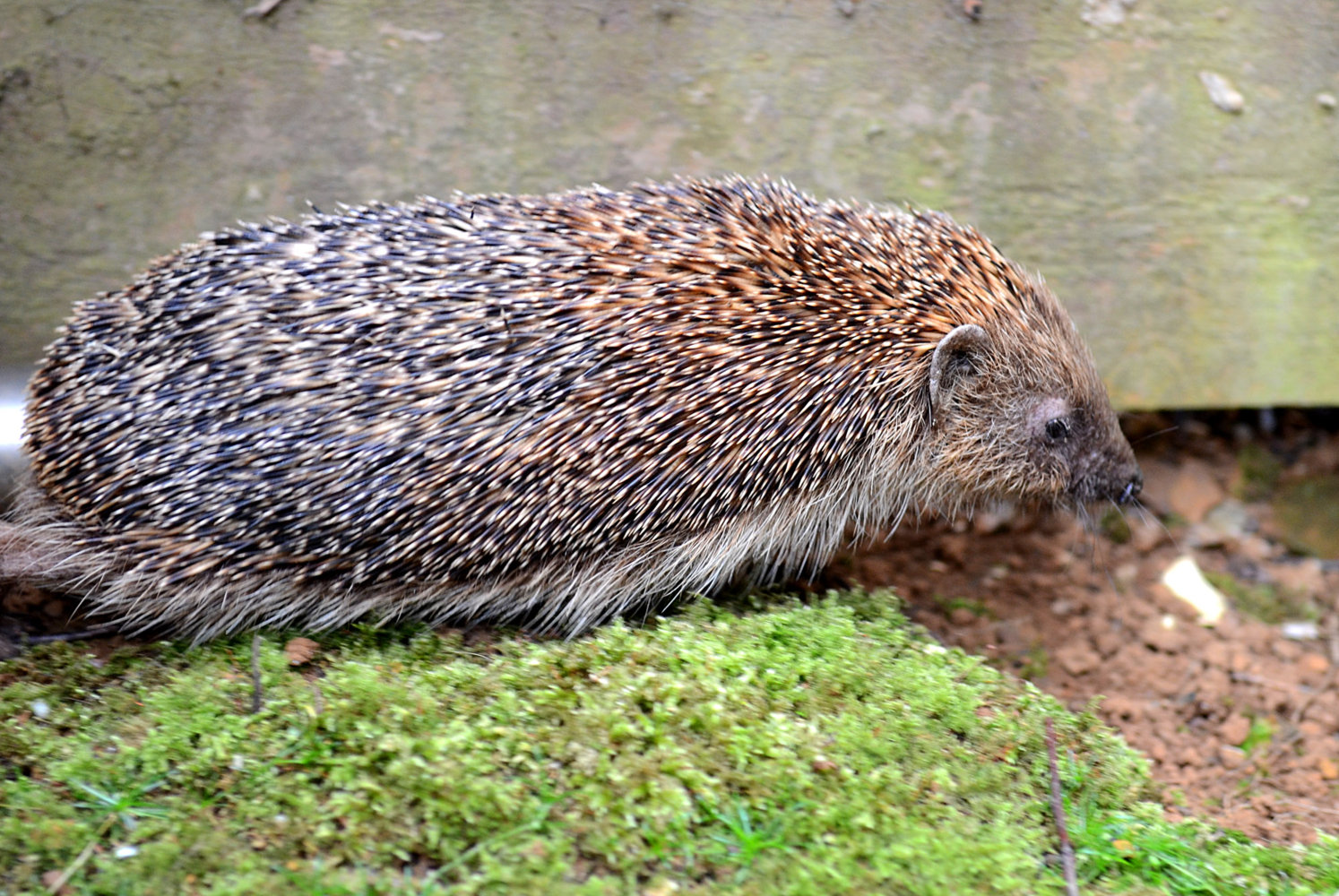 Hedgie7-8-17.jpg