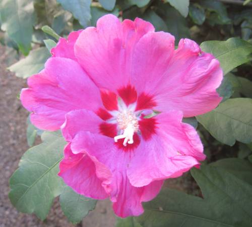 hibiscus01.jpg