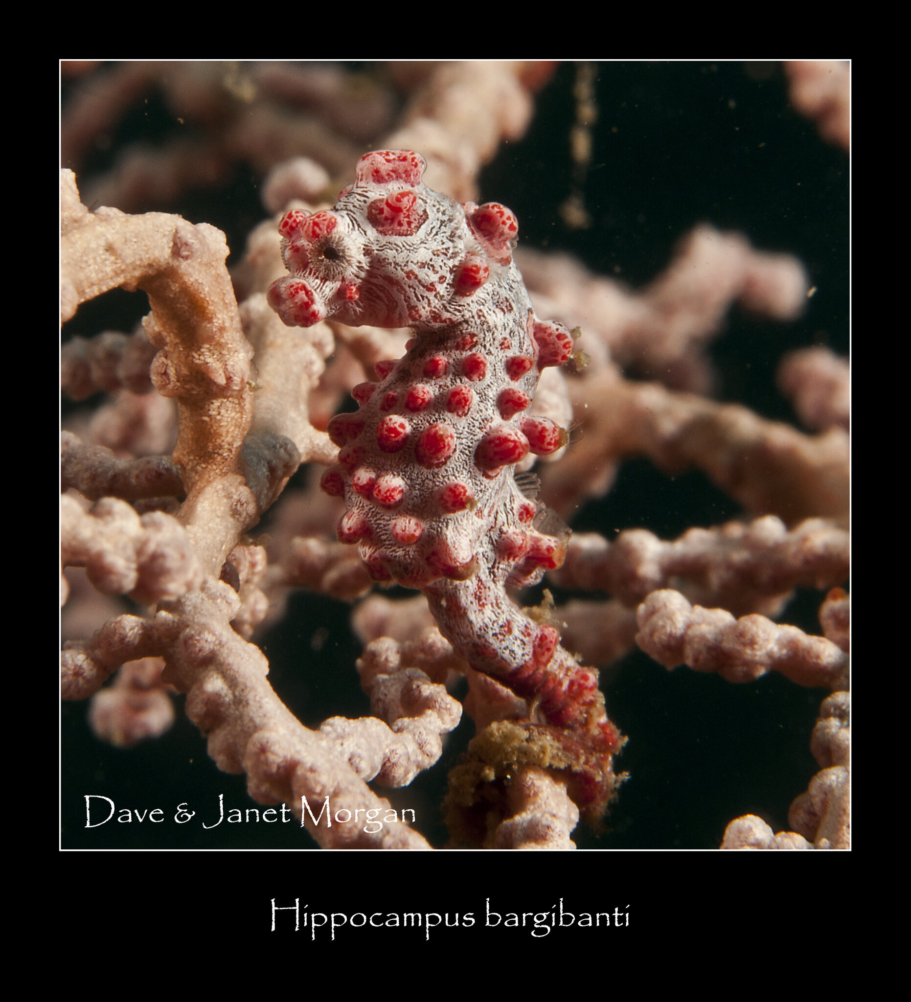 Hippocampus_bargibanti_9327.jpg