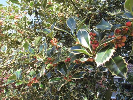 Holly berries 160930.jpg