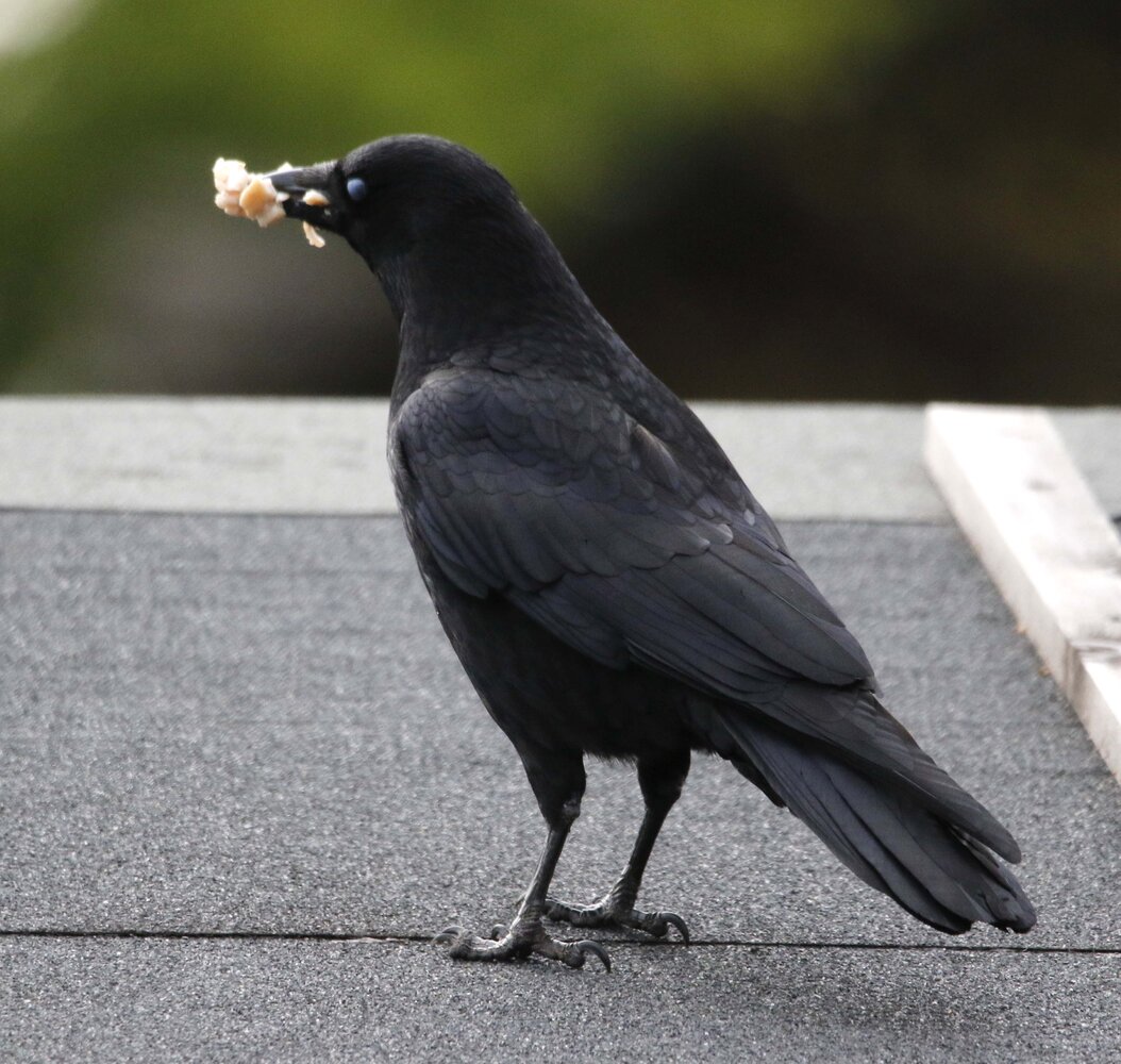 hungry crow.jpg