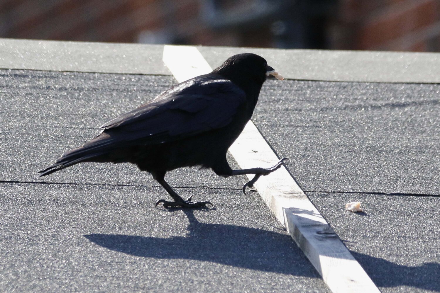 hungry crow1.jpg