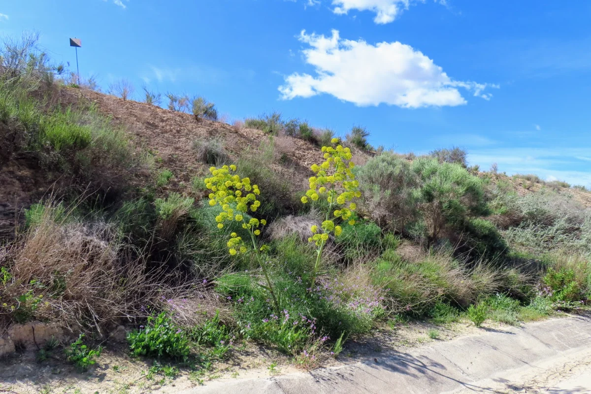 image.webp